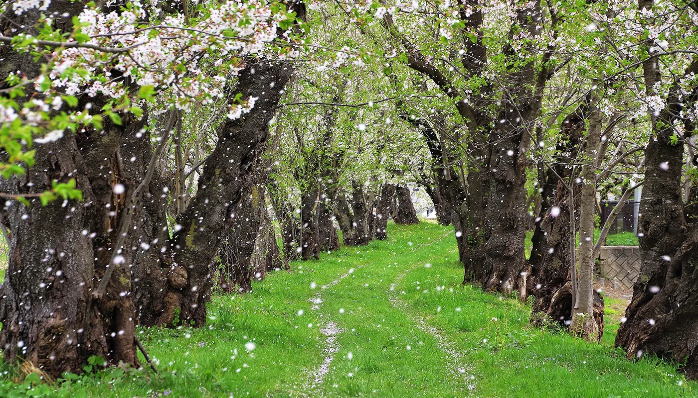 Cherry blossom trees